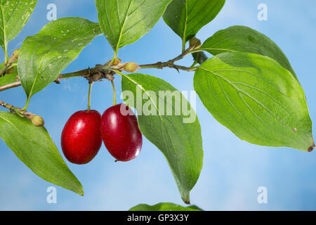 Kornelkirsche, Kornelkirschen, Kornel-ueberzeugt, Kornellkirsche, Kornellkirschen, Kornel, Kornell, Frucht, Früchte, Cornus Mas, Co Stockfoto