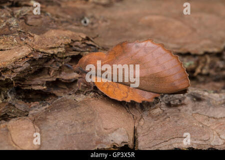 Kupfer-Glucke, Gastropacha Quercifolia, Phalaena Quercifolia, Ohrengeier, Kupferglucke, La Feuille Morte du Chêne, Glucken, Lasiocam Stockfoto