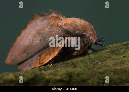 Kupfer-Glucke, Gastropacha Quercifolia, Phalaena Quercifolia, Ohrengeier, Kupferglucke, La Feuille Morte du Chêne, Glucken, Lasiocam Stockfoto