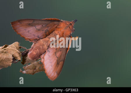 Kupfer-Glucke, Gastropacha Quercifolia, Phalaena Quercifolia, Ohrengeier, Kupferglucke, La Feuille Morte du Chêne, Glucken, Lasiocam Stockfoto