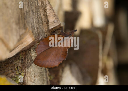 Kupfer-Glucke, Gastropacha Quercifolia, Phalaena Quercifolia, Ohrengeier, Kupferglucke, La Feuille Morte du Chêne, Glucken, Lasiocam Stockfoto