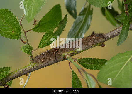 Kupferglucke, Kupfer-Glucke, Raupe, Gastropacha Quercifolia, Phalaena Quercifolia, Ohrengeier, Raupe, La Feuille Morte du Dschen Stockfoto