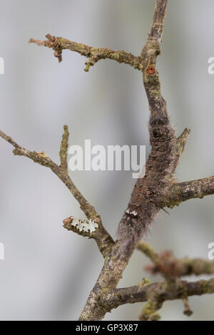 Kupferglucke, Kupfer-Glucke, Überwinternde Raupe, Überwinterung, Gastropacha Quercifolia, Phalaena Quercifolia, Ohrengeier, Cat Stockfoto
