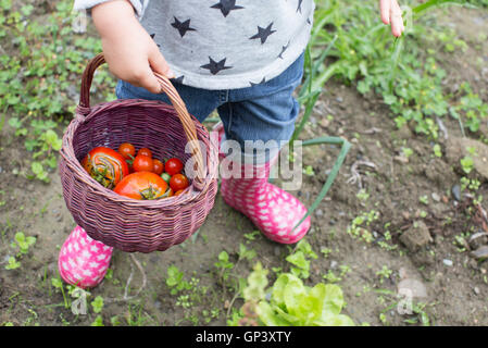 Kind mit Korb mit frisch gepflückten Cherry-Tomaten Stockfoto