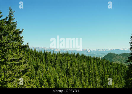 Schöne Illustration mit Tannenwald und Bergen an einem Sommertag Stockfoto