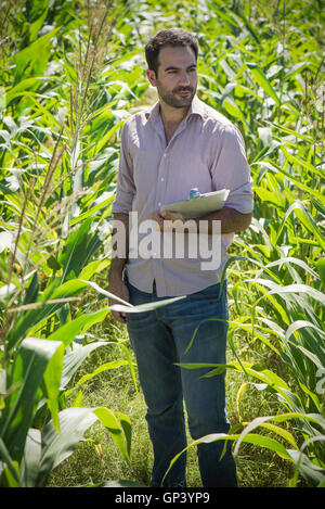 Man untersucht Pflanzen im Kornfeld Stockfoto