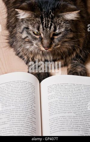 Katze ein Buch lesen Stockfoto