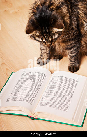 Katze ein Buch lesen Stockfoto