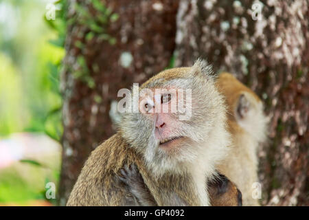 Affe oder Ape ist der gemeinsame Name der Chordate Phylum. Säugetier Stockfoto