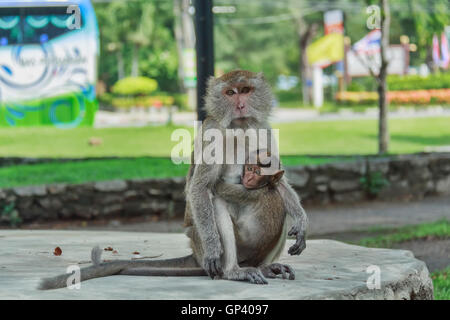 Affe oder Ape ist der gemeinsame Name der Chordate Phylum. Säugetier Stockfoto