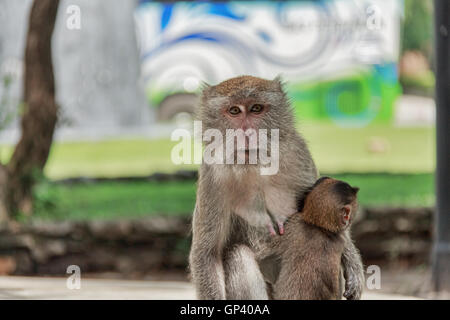 Affe oder Ape ist der gemeinsame Name der Chordate Phylum. Säugetier Stockfoto