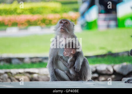 Affe oder Ape ist der gemeinsame Name der Chordate Phylum. Säugetier Stockfoto