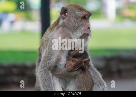 Affe oder Ape ist der gemeinsame Name der Chordate Phylum. Säugetier Stockfoto