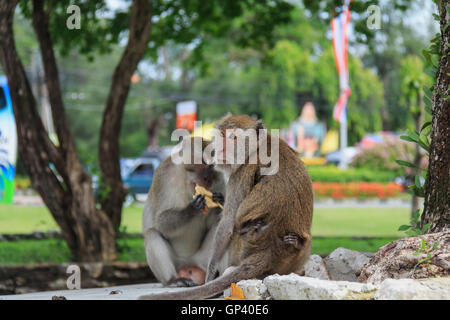 Affe oder Ape ist der gemeinsame Name der Chordate Phylum. Säugetier Stockfoto