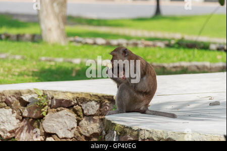 Affe oder Ape ist der gemeinsame Name der Chordate Phylum. Säugetier Stockfoto