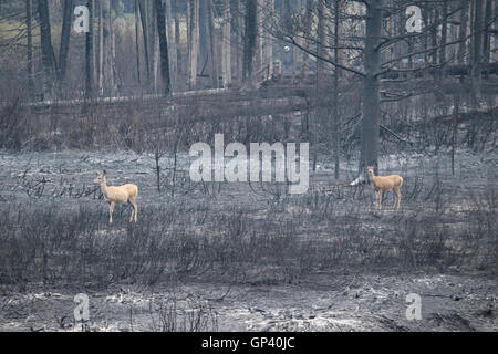 Hirsch durchlaufen ausgebrannten Wald von Berry Feuer im Grand Teton National Park 26. August 2016 in der Nähe von Forellen Peak, Wyoming. Stockfoto