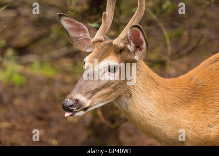 Ein weiß - angebundene Rotwild, Wiederkäuer Säugetier aus der Familie Cervidae wird an der Pageau Zuflucht in Amos, Donnerstag August 25 gesehen, Stockfoto