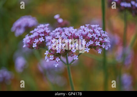 Verbena Bonariensis Purpletop Clustertop argentinisches Eisenkraut Blumen blühen Stockfoto