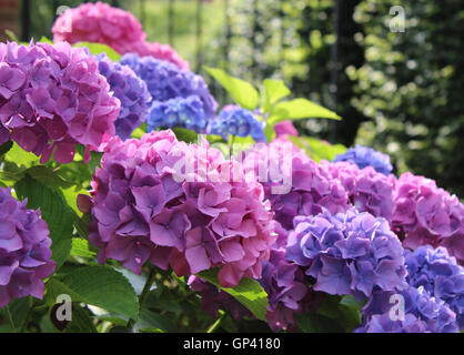 Schöne blaue und rosa Hydrangea Macrophylla Blütenköpfchen in der Abend-Sonne. Stockfoto