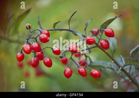 Rote Beeren von Solanum Dulcamara bitter bitter Nachtschatten blau Ackerwinde Stockfoto