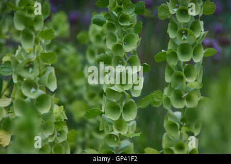 Moluccella Laevis Glocken Irlands Molukken Balmis Shellflower Shell Blume Stockfoto