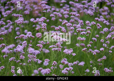 Verbena Bonariensis Purpletop Clustertop argentinisches Eisenkraut Blumen blühen Stockfoto