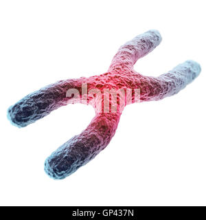 Chromosom X, rot in der Mitte, das Konzept der Infektion, Mutation, Krankheit, mit Focus Effekt. 3D illustration Stockfoto