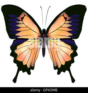 Schmetterling. Orange und gelb isoliert Abbildung auf weißem Hintergrund Stock Vektor