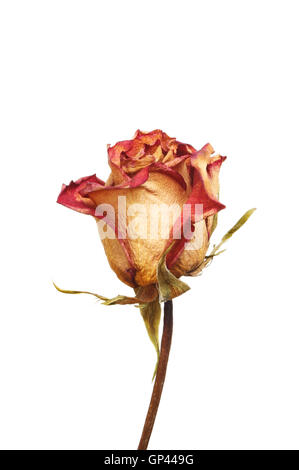 Getrocknete rose Blume isoliert gegen weiß Stockfoto