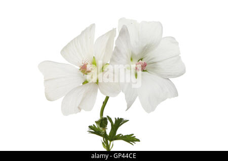 Zwei weiße Geranie Blumen isoliert gegen weiß Stockfoto