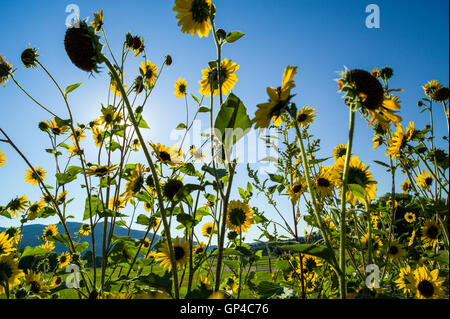 Gewöhnliche Sonnenblume; Helianthus Annuus; Asteraceae; CR108; Salida; Colorado; USA Stockfoto