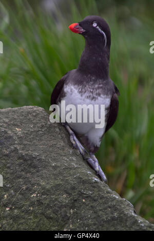 Sittich-Auklet (Cyclorrhynchus geflohen)-Kommandeurs-Inseln. Stockfoto