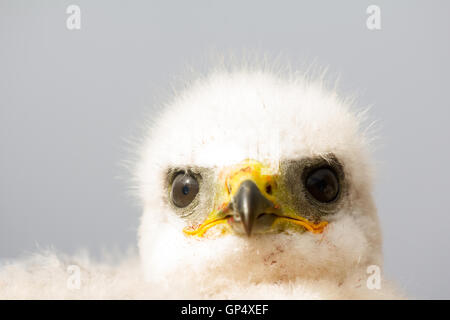 Porträt von weiße flauschige Küken, Rough-legged Buzzard im Nest. Nowaja Semlja-Archipel, close-up Stockfoto