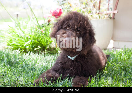 niedliche lockige Schoko Labradoodle Welpen Hund liegt in der Wiese Stockfoto