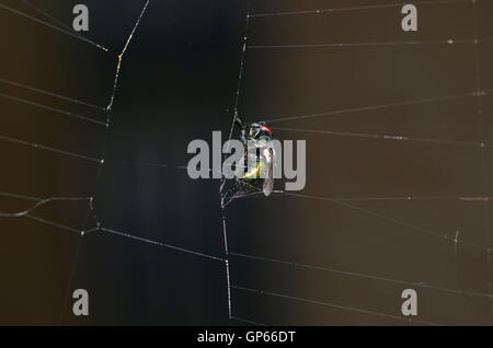 Makro einer grünen Fliege gefangen in einem Spinnennetz (Lucilia Caesar) Stockfoto