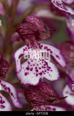 Nahaufnahme einer Lady Orchidee (Orchis Purpurea) Blume Stockfoto
