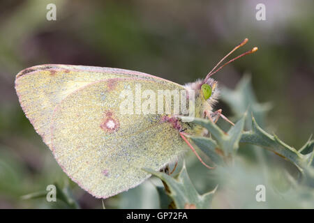 Berg getrübt gelb (Colias Phicomone) Schmetterling Stockfoto