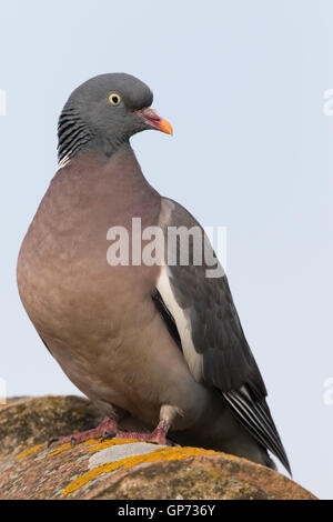 Gemeinsame Woodpigeon (Columba Palumbus) Stockfoto