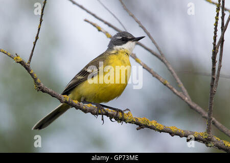 männliche iberische Schafstelze (Motacilla Flava Iberiae) Stockfoto