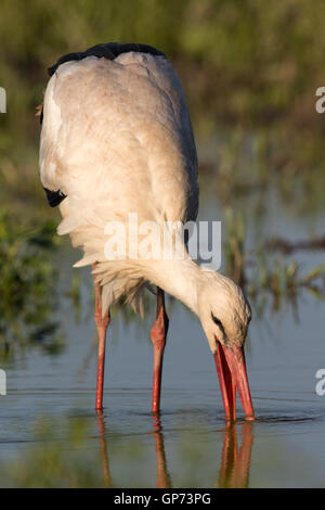 Weißer Storch (Ciconia Ciconia) Fütterung in einem überschwemmten Feld Stockfoto