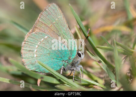 Grüner Zipfelfalter (Callophrys Rubi) im kurzen Rasen ruht Stockfoto