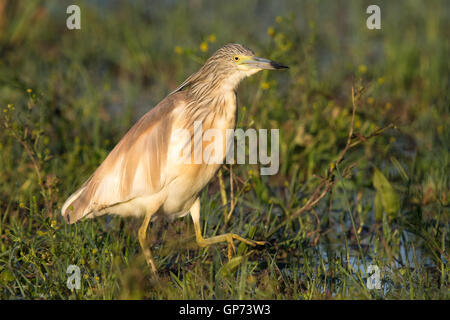 Squacco Heron (Ardeola Ralloides) zu Fuß durch einen überfluteten Bereich Stockfoto