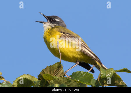 männliche iberische Schafstelze (Motacilla Flava Iberiae) singen von der Spitze eines Baumes Stockfoto