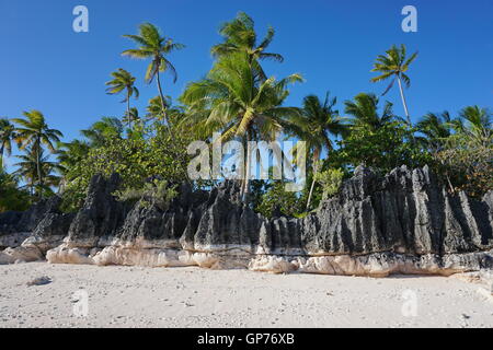 Erodiert Felsformation am tropischen Strand mit Kokospalmen, Atoll Tikehau, Tuamotu, Französisch-Polynesien, Pazifik Stockfoto
