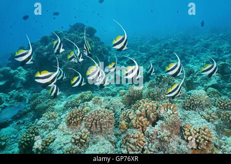 Tropische Fische Wimpel Coralfish, Heniochus Acuminatus, Unterwasser äußeren Korallenriff, Tikehau, Pazifik, Französisch-Polynesien Stockfoto