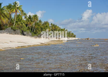 Tropische Küste mit Steinen auf den Strand und Kokosnuss Bäumen, Tikehau, Tuamotu-Archipel, Französisch-Polynesien, Pazifik Stockfoto