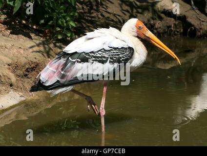 South Asian gemalt Stork (Mycteria Leucocephala) waten im Wasser Stockfoto