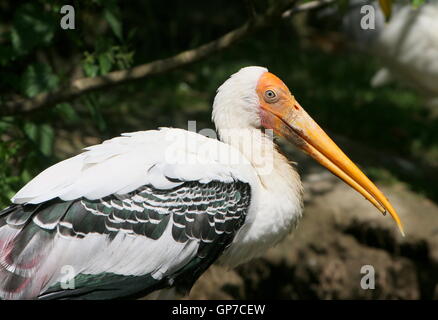 South Asian gemalt Stork (Mycteria Leucocephala) Porträt, im Profil gesehen Stockfoto