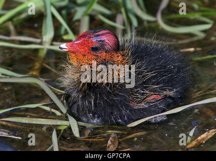 Zwei Tage altes Baby eurasischen Blässhuhn (Fulica Atra) Schwimmen im Nahbereich Stockfoto