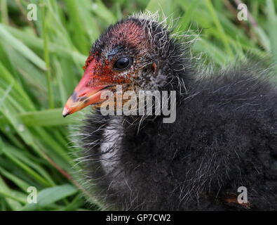 Juvenile eurasischen Blässhuhn (Fulica Atra) Closeup portrait Stockfoto